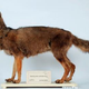 Illustration for article titled Wednesday Woof - Dusicyon australis Extinct Edition